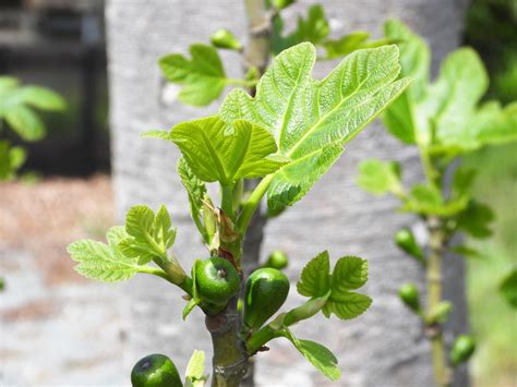 開花無花果花|イチジク（無花果）とは？育て方・栽培方法